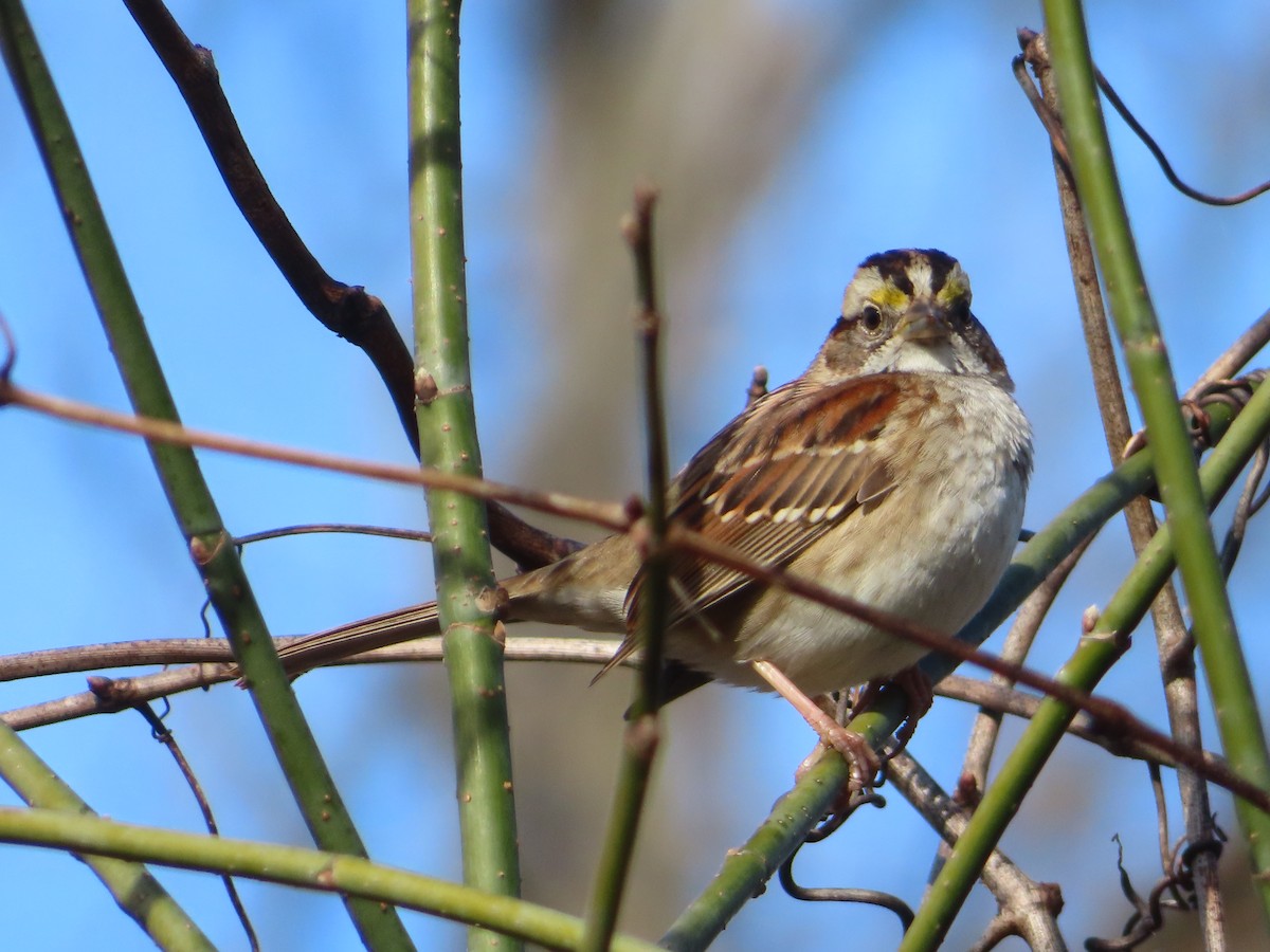 White-throated Sparrow - ML646030857