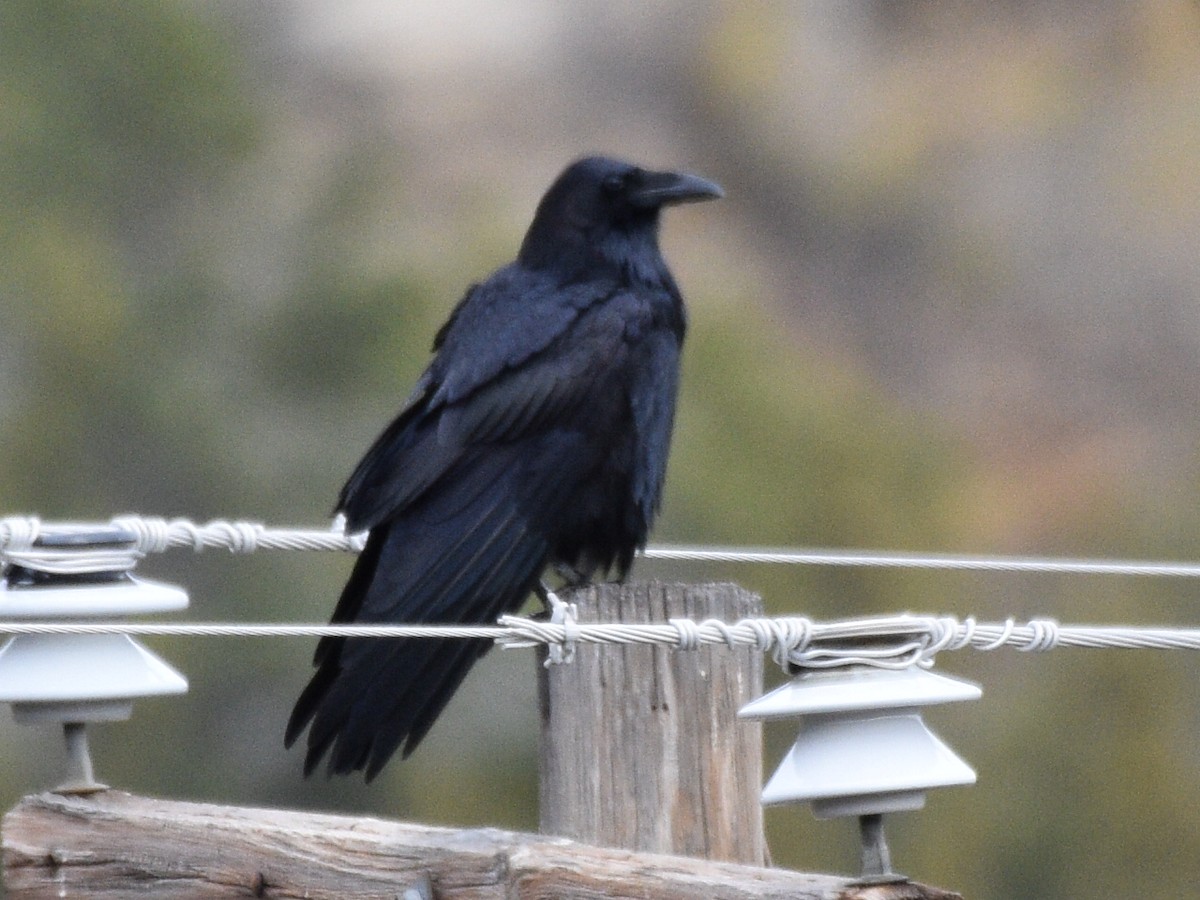 Common Raven - ML646030859