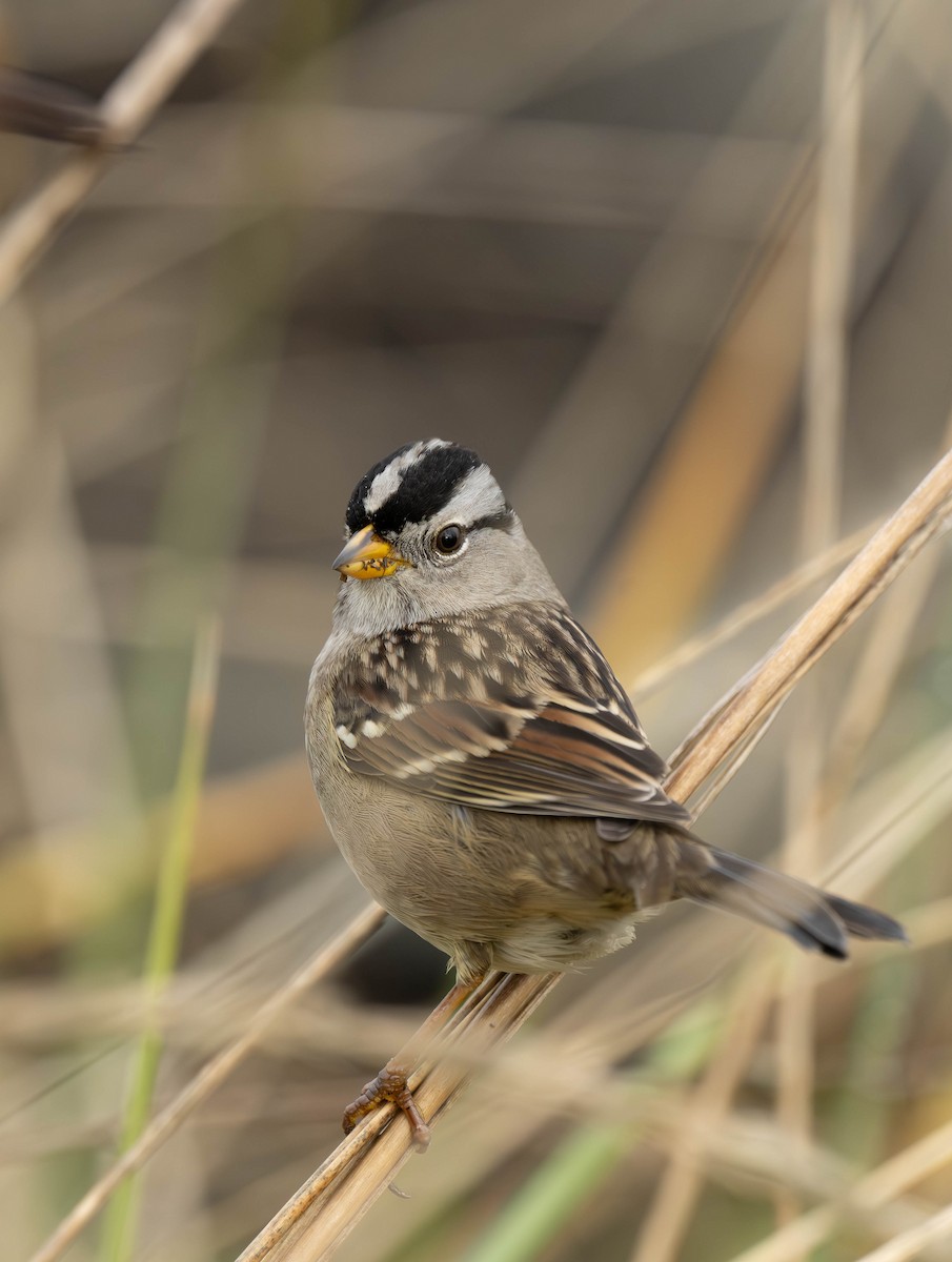 Porsuk Serçesi - ML646030860