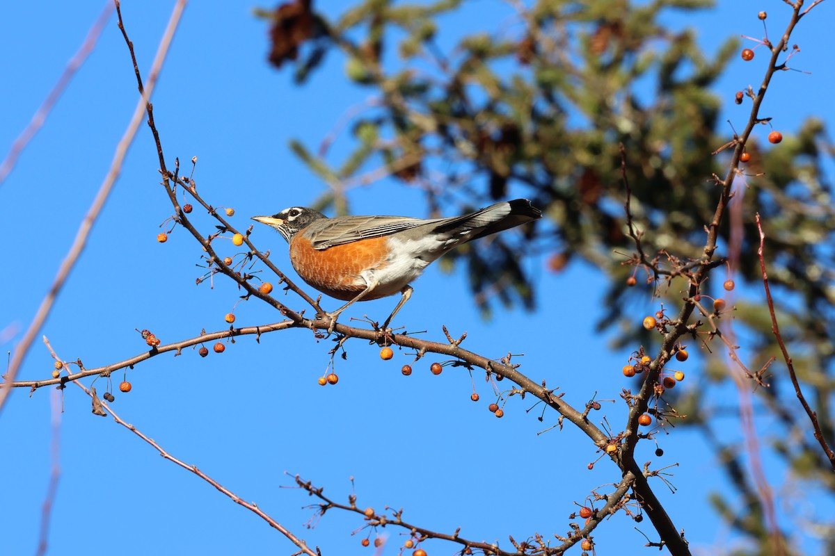 American Robin - ML646030861