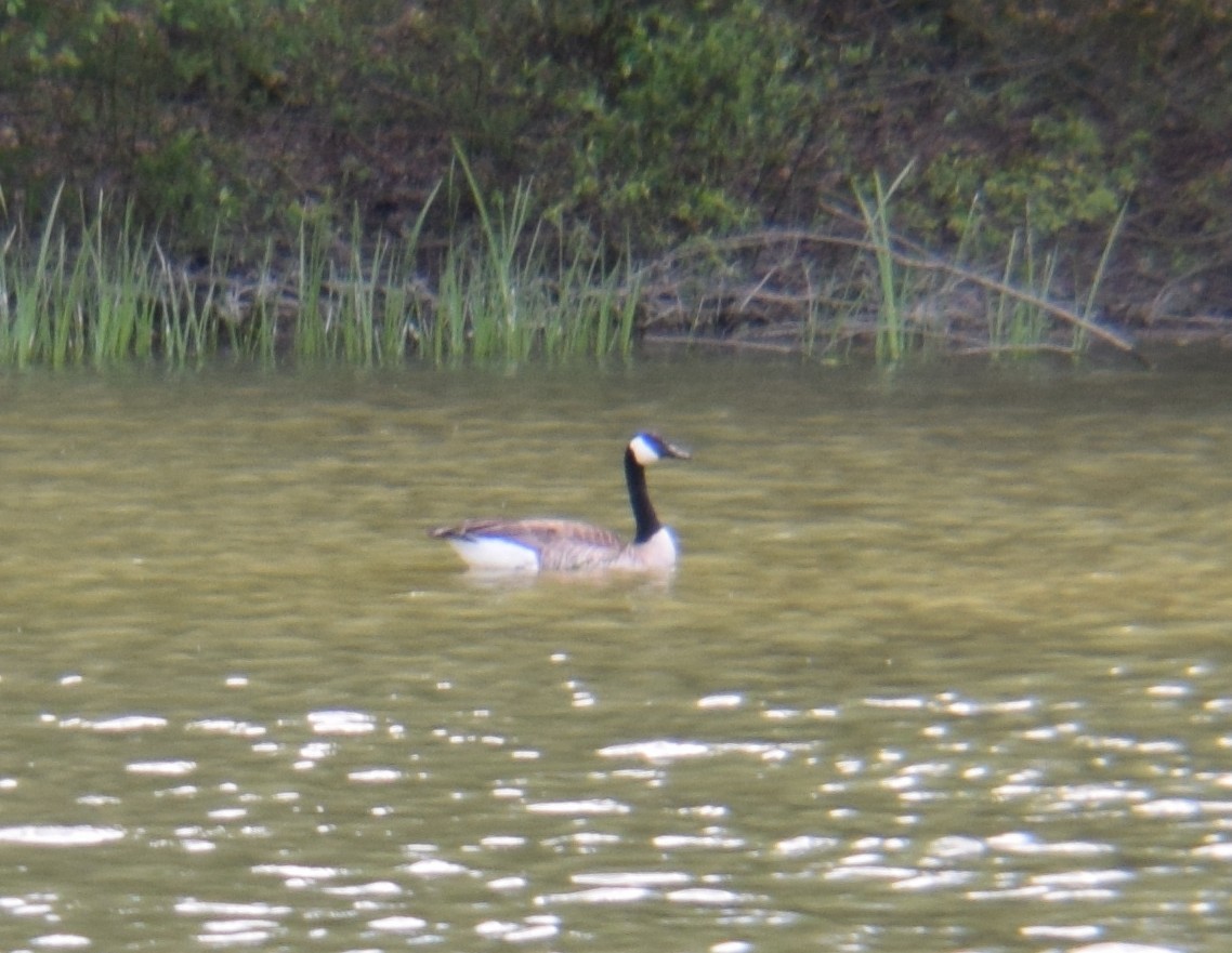 ברנטה קנדית - ML646030863