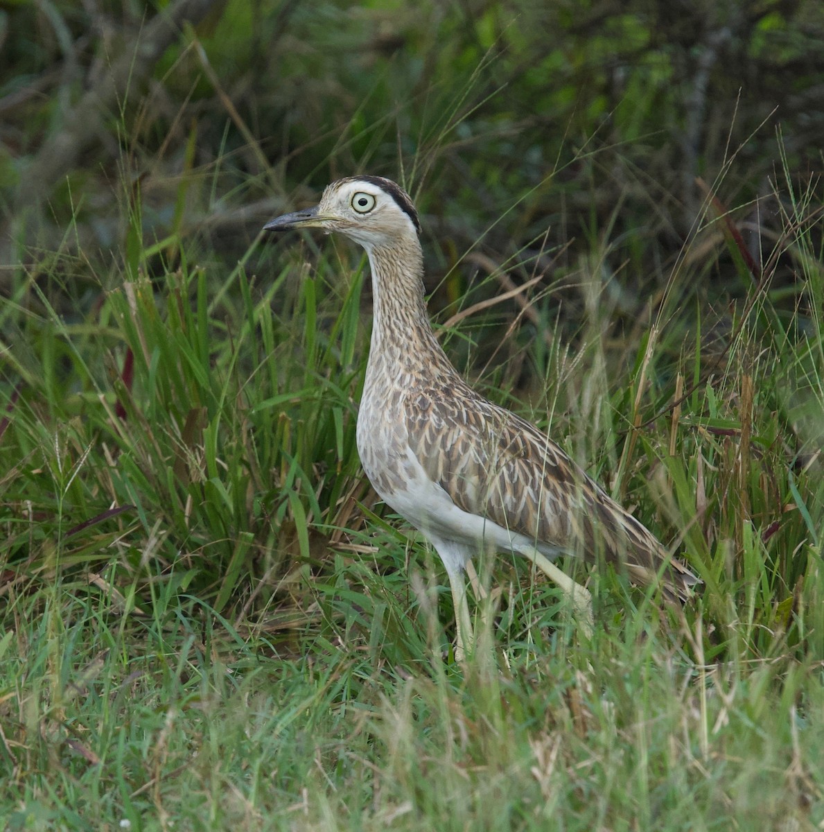 Double-striped Thick-knee - ML646030866