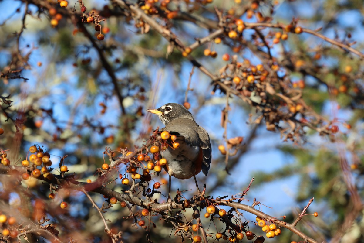 American Robin - ML646030867