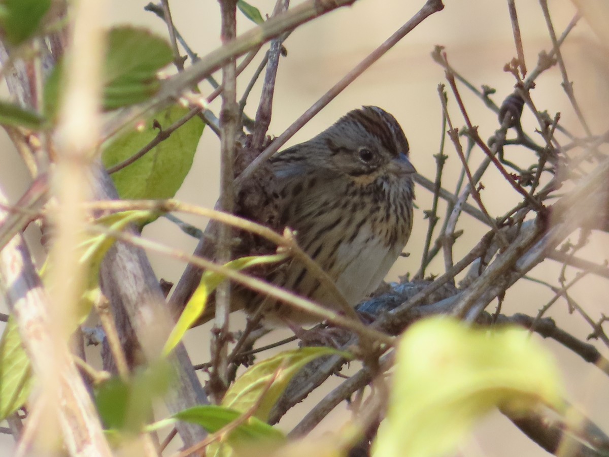 Lincoln's Sparrow - ML646030868