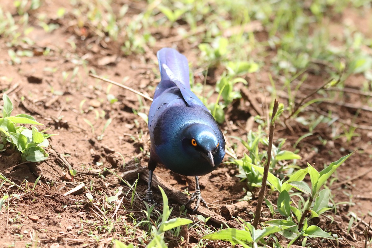 Greater Blue-eared Starling - ML646030869