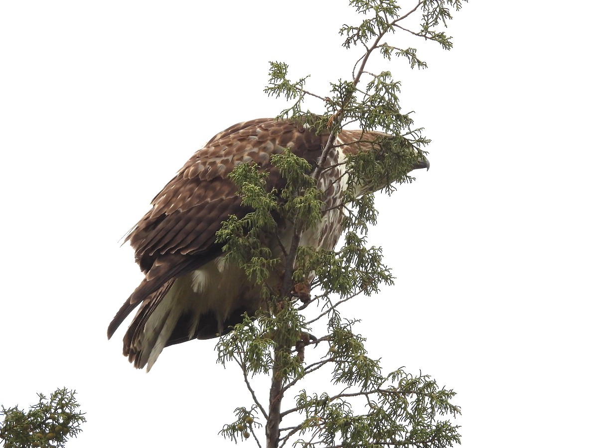 Red-tailed Hawk - ML646030872