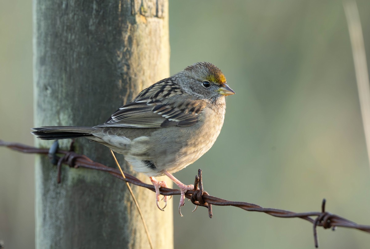 Golden-crowned Sparrow - ML646030873