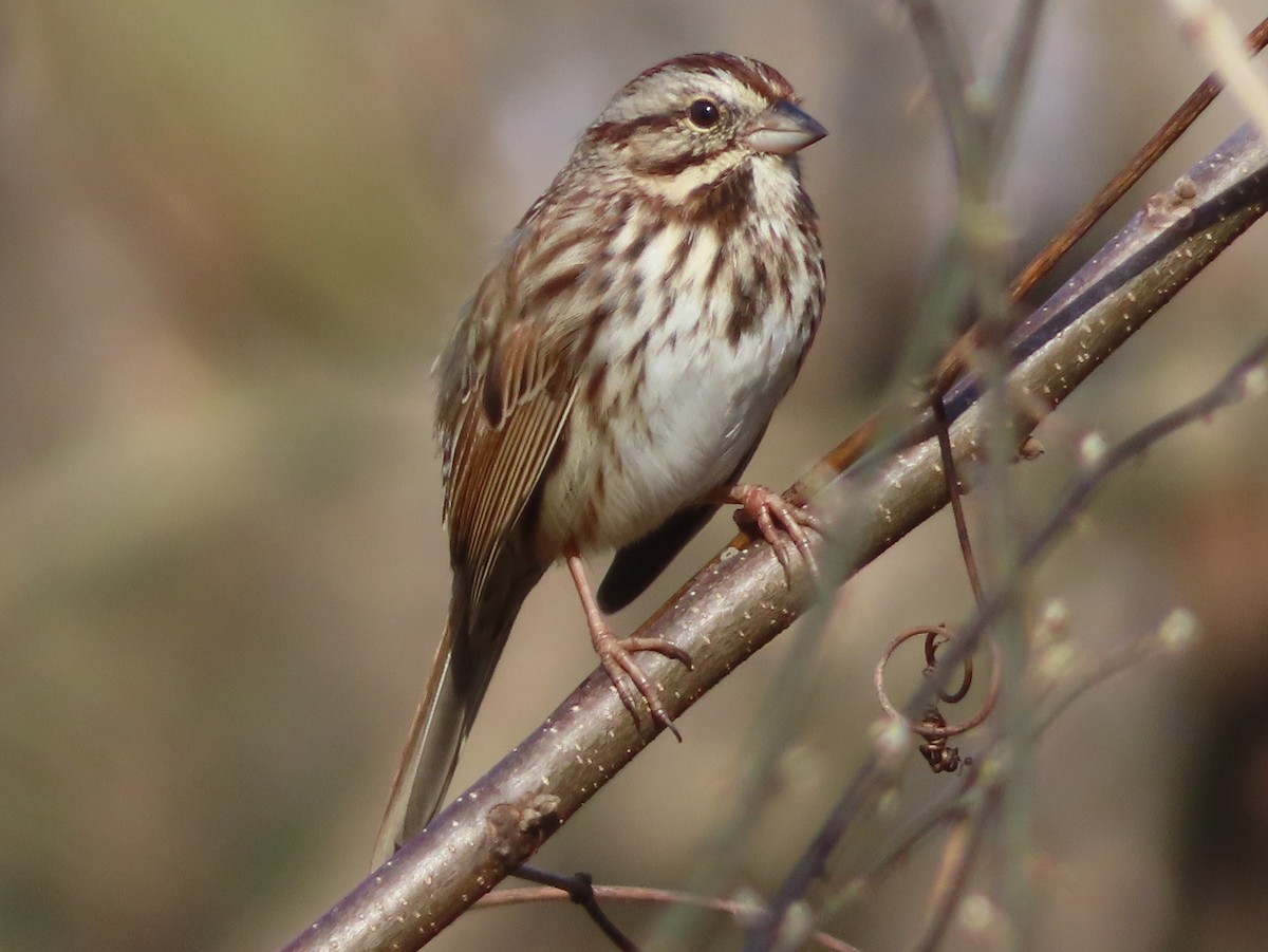 Song Sparrow - ML646030874