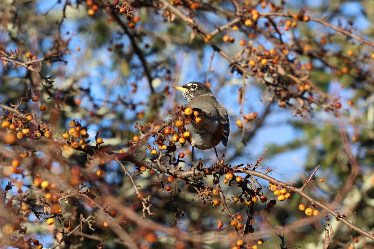 American Robin - ML646030875