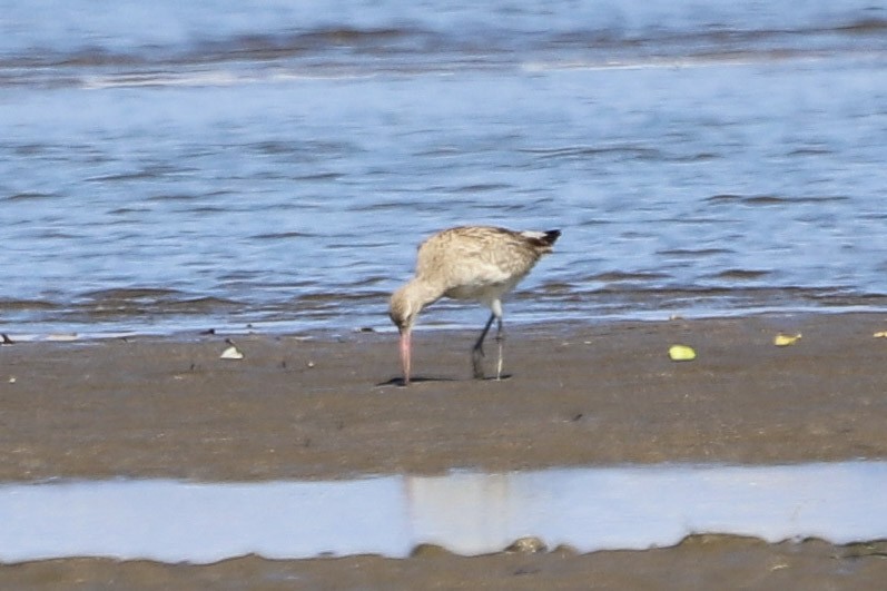 斑尾鷸 - ML646030876