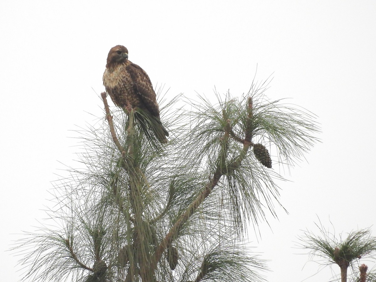 Red-tailed Hawk - ML646030877