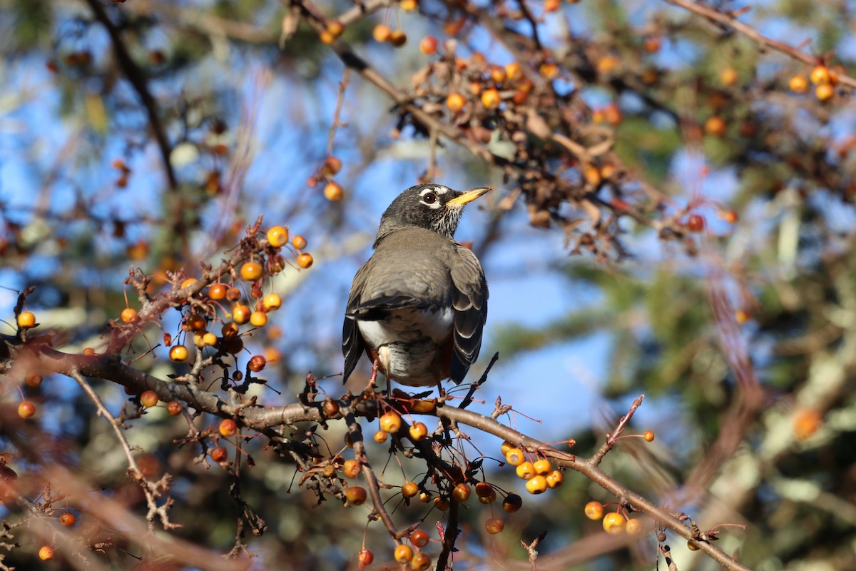 American Robin - ML646030878