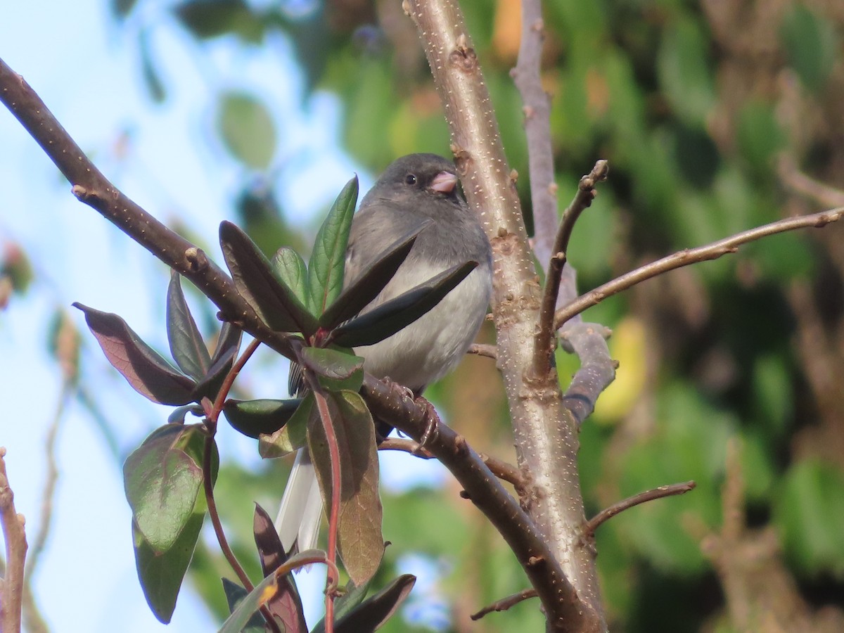 Dark-eyed Junco - ML646030881