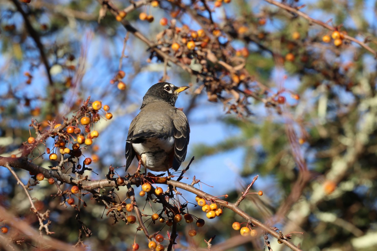 American Robin - ML646030882