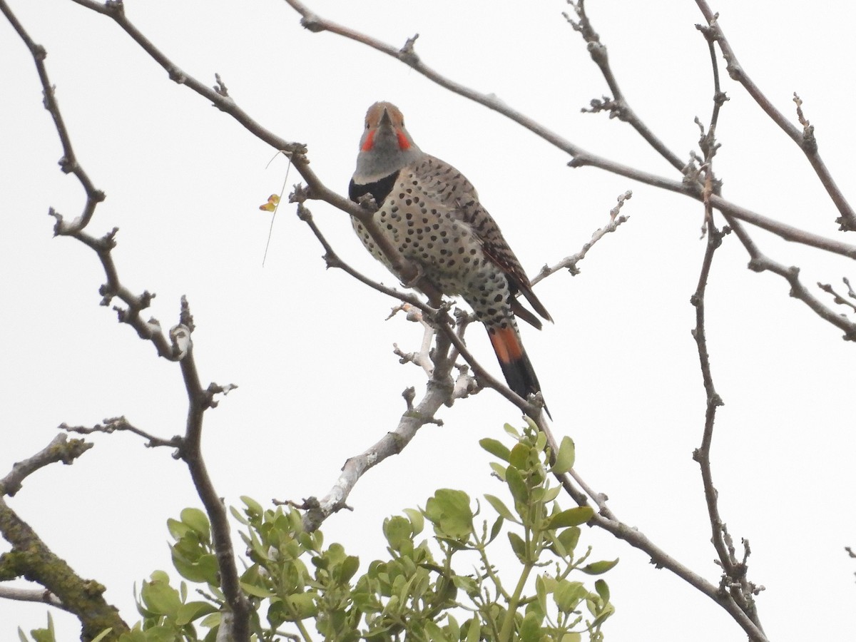 Northern Flicker - ML646030883