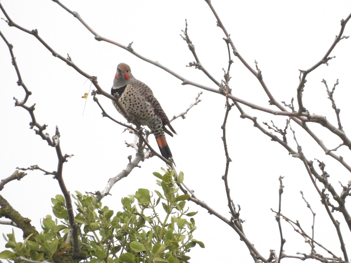 Northern Flicker - ML646030886