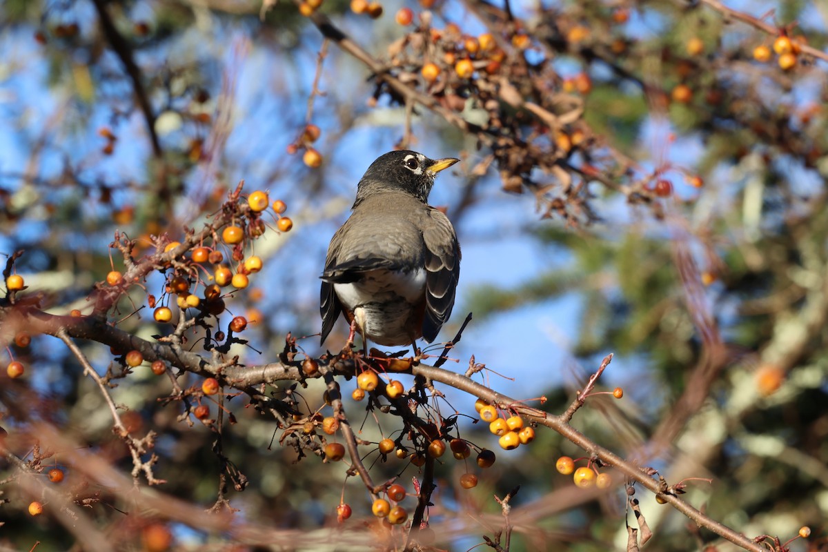 American Robin - ML646030888