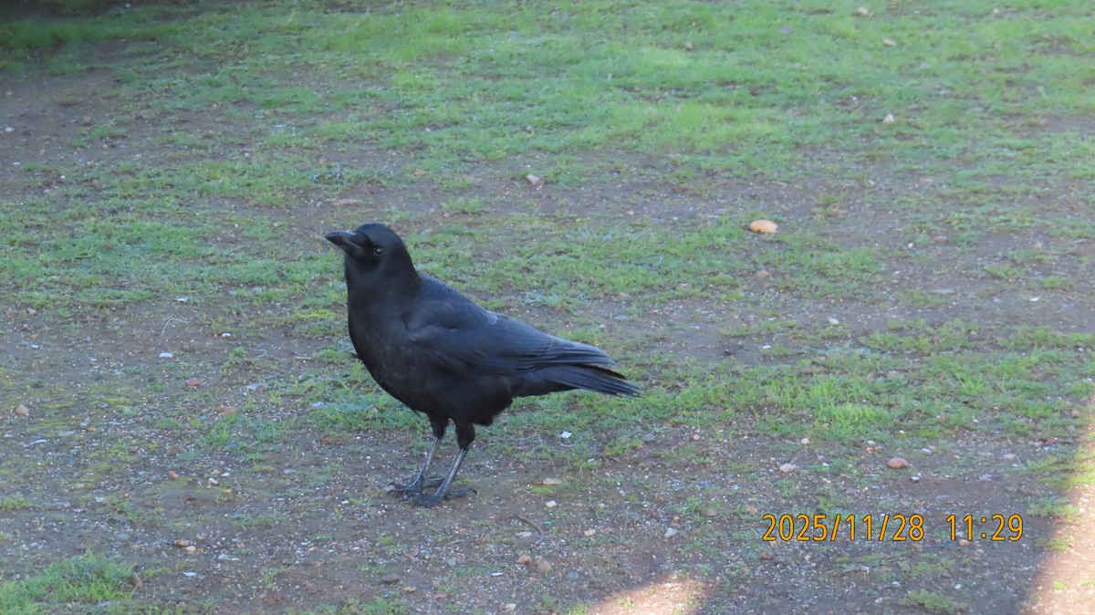 American Crow - ML646030889
