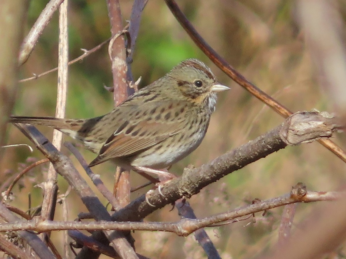 Song Sparrow - ML646030890
