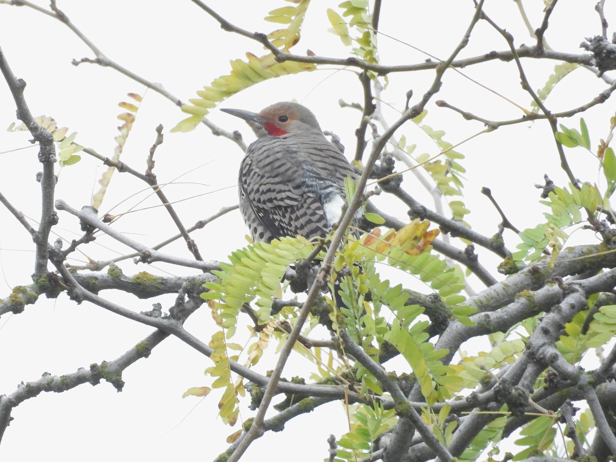 Northern Flicker - ML646030891