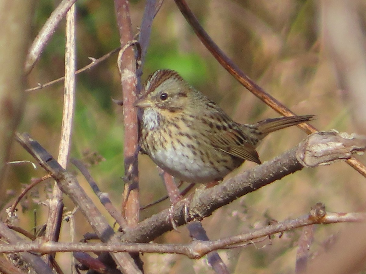 Song Sparrow - ML646030892