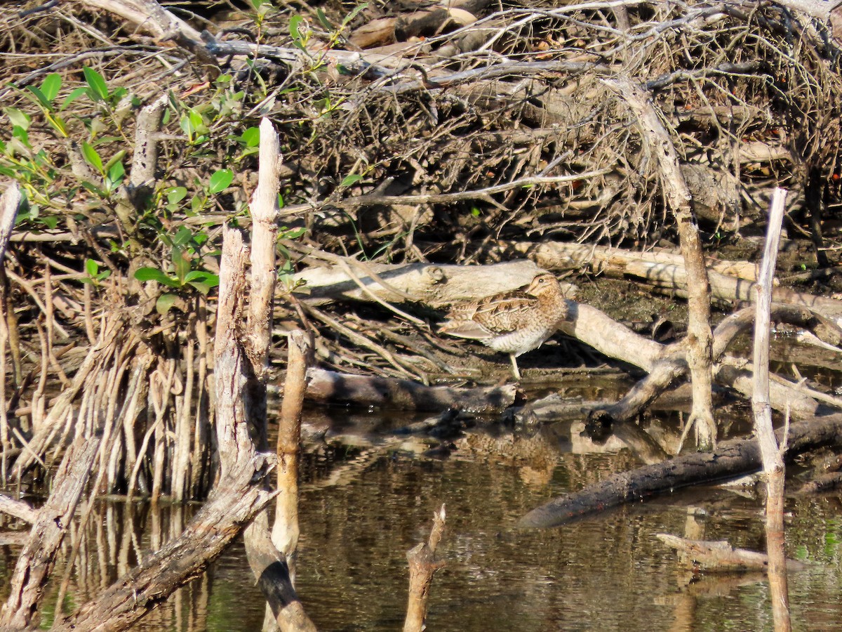 大地鷸 - ML646030894