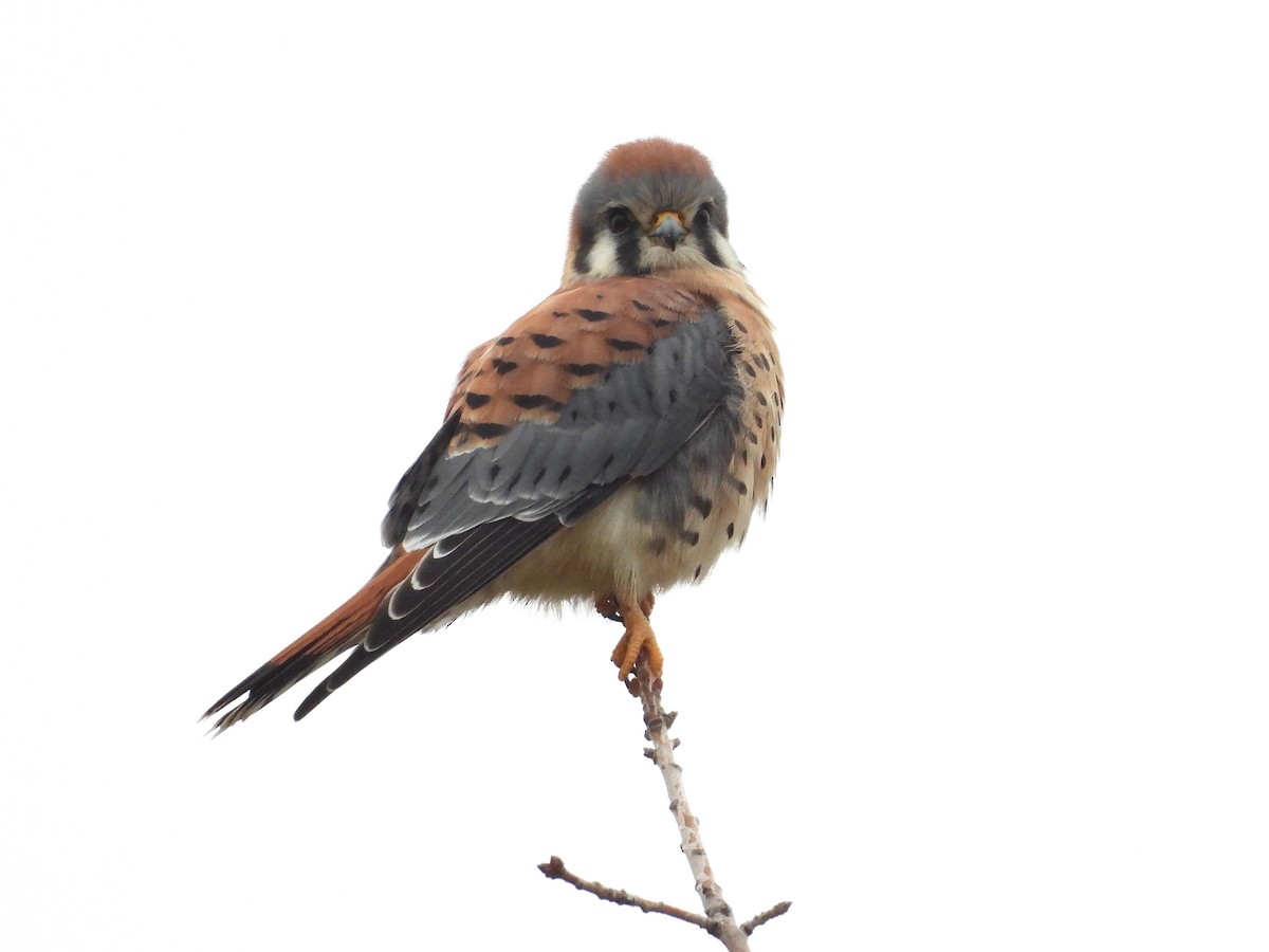 American Kestrel - ML646030896