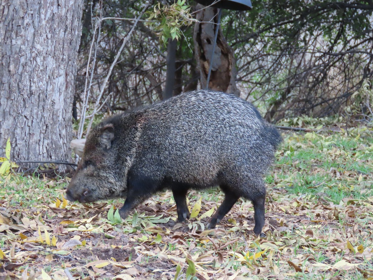 Sonoran Collared Peccary - ML646030897