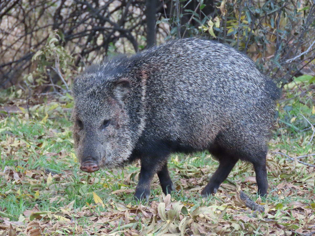 Sonoran Collared Peccary - ML646030898