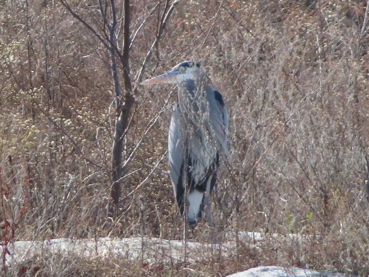 Great Blue Heron - ML646030899