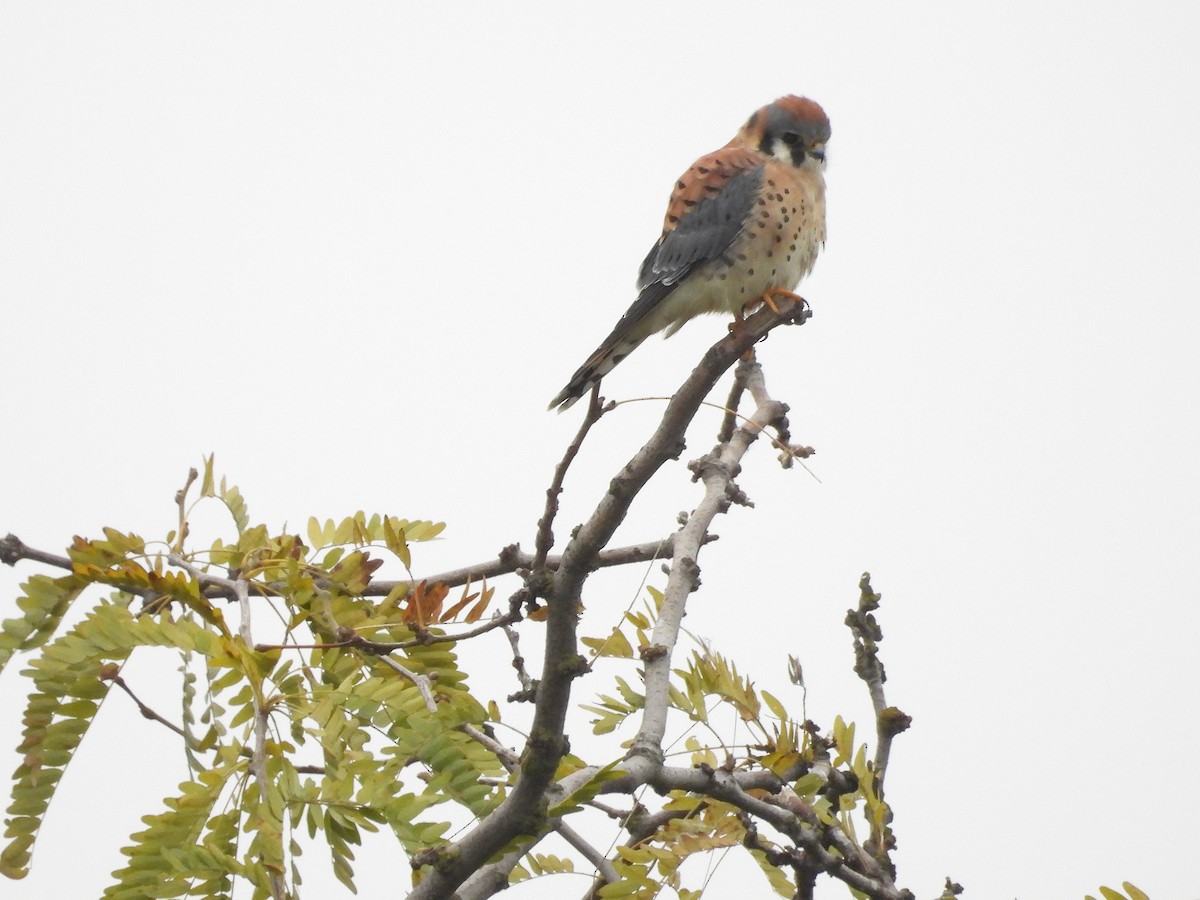 American Kestrel - ML646030901