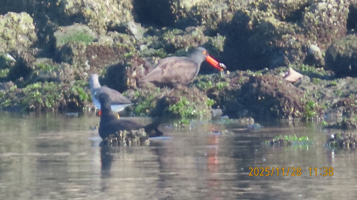 Black Oystercatcher - ML646030902