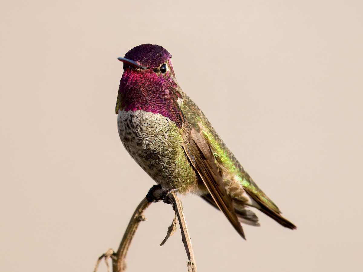 Anna's Hummingbird - ML646030903