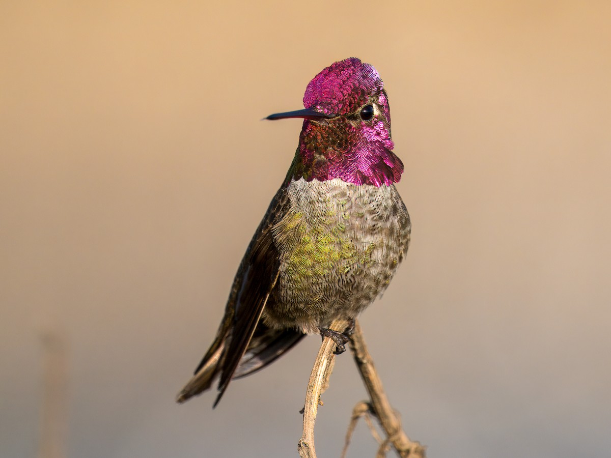 Anna's Hummingbird - ML646030904