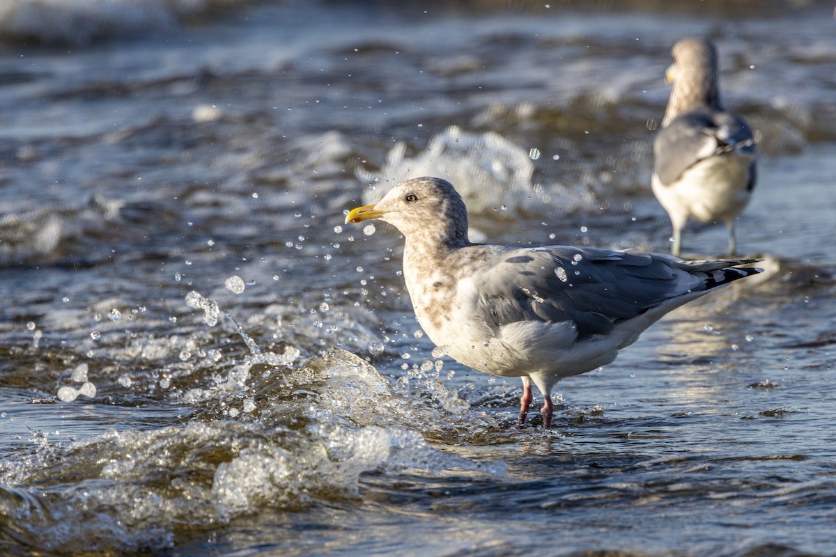 Iceland Gull (Thayer's) - ML646030905