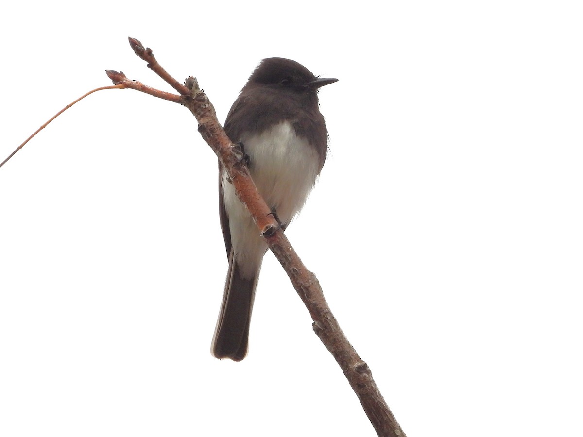 Black Phoebe - ML646030906
