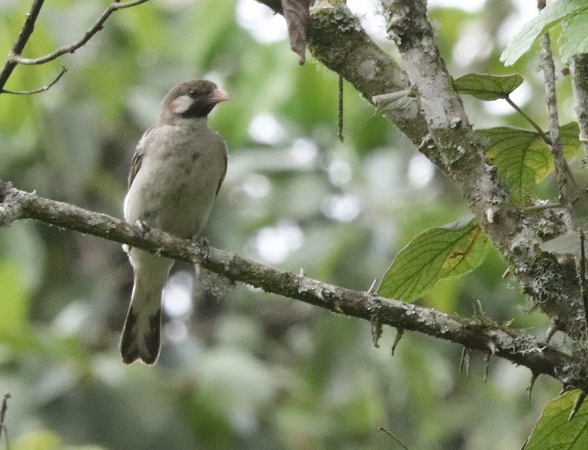 Greater Honeyguide - ML646030907