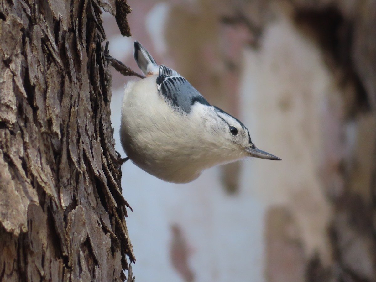 Sittelle à poitrine blanche - ML646030908