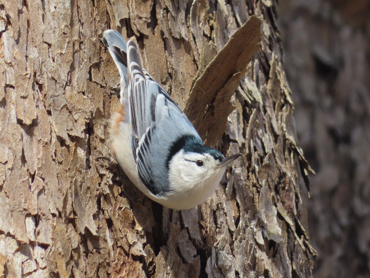 Sittelle à poitrine blanche - ML646030916