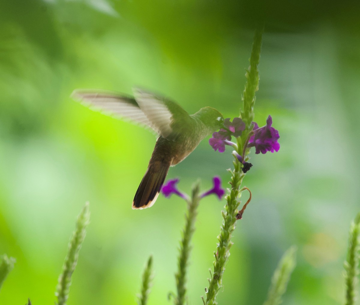 Santa Marta Blossomcrown - ML646030950