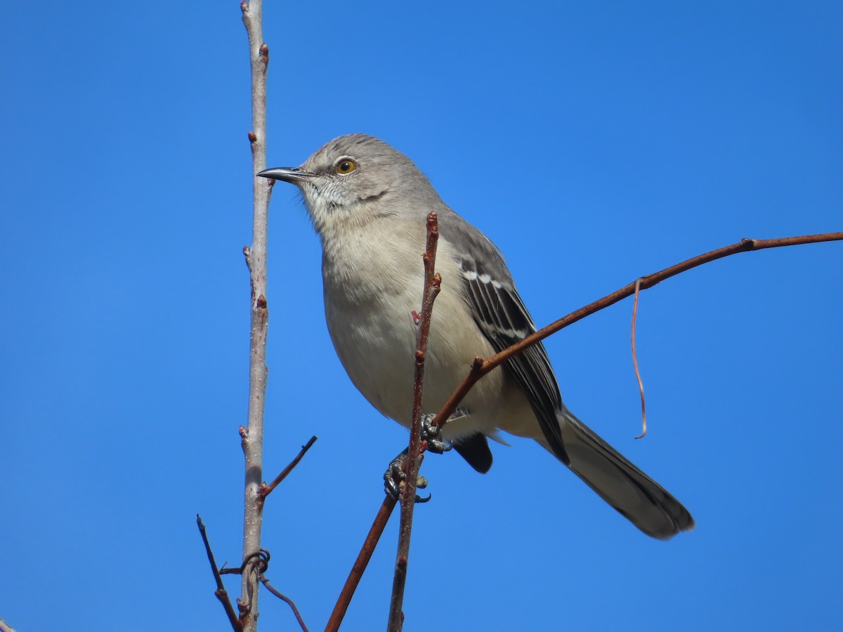 Sinsonte Norteño - ML646030951