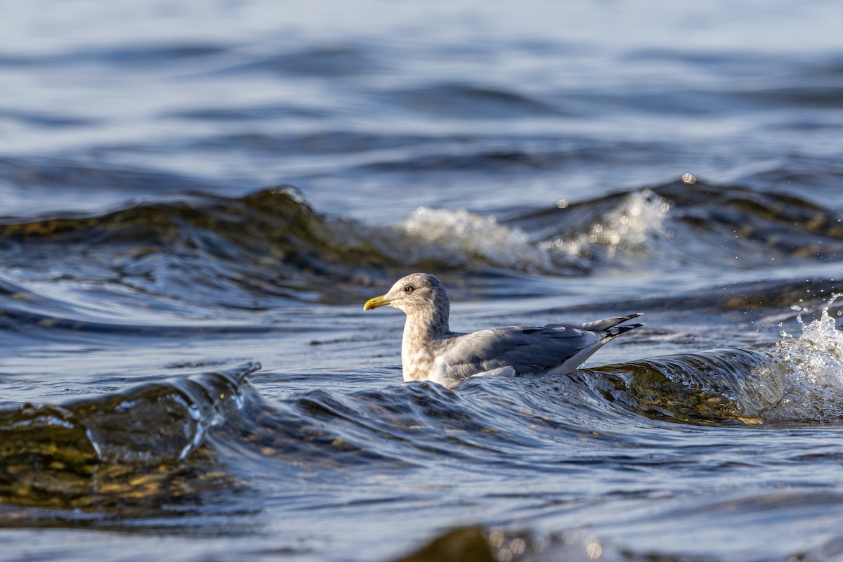 Kaio hegalzuria (thayeri) - ML646030952