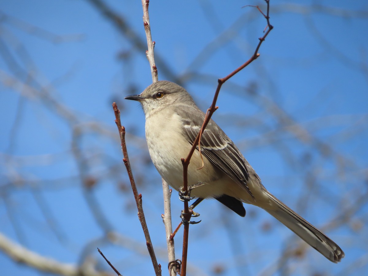 Sinsonte Norteño - ML646030954