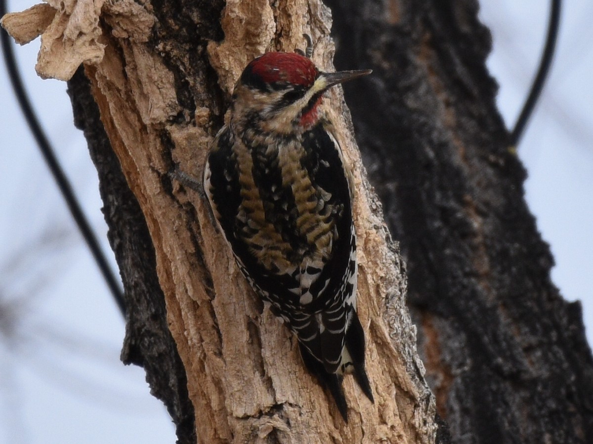 Дятел-смоктун жовточеревий - ML646030968