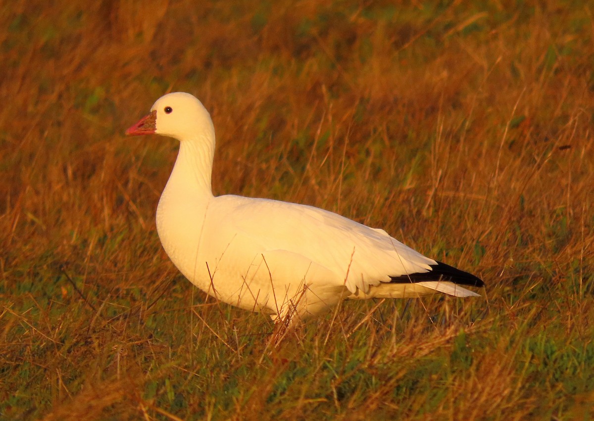 Ross's Goose - ML646030969