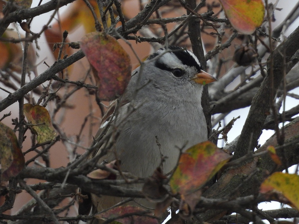 Porsuk Serçesi - ML646030972