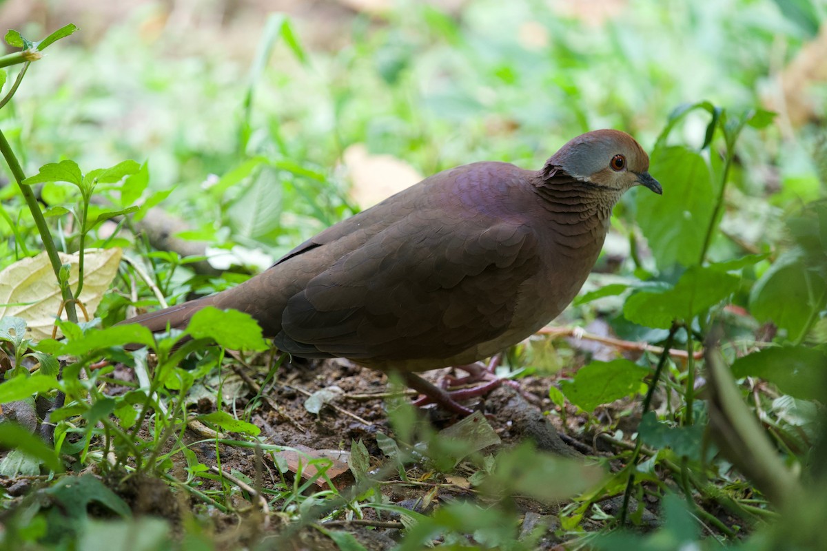 Lined Quail-Dove - ML646030974