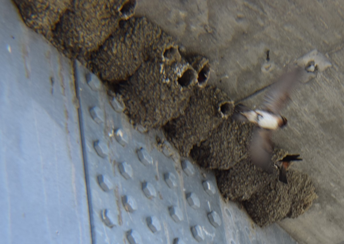 Labar-enara amerikarra - ML646030996