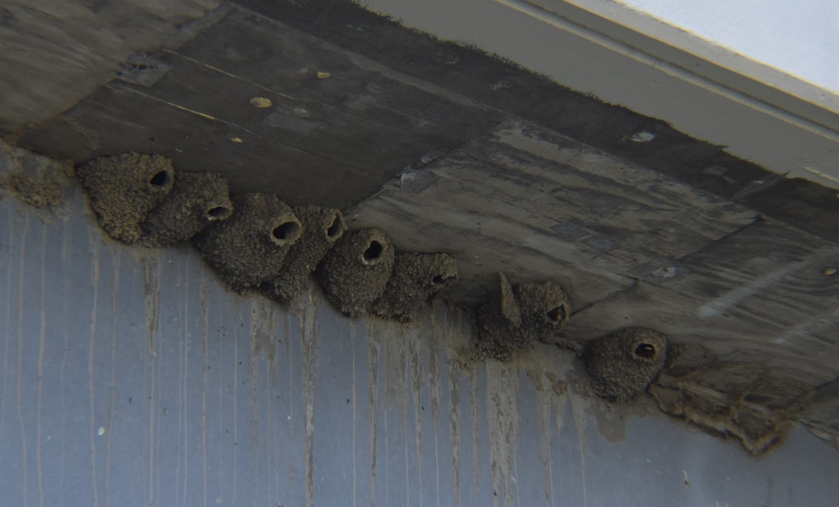 Labar-enara amerikarra - ML646030997