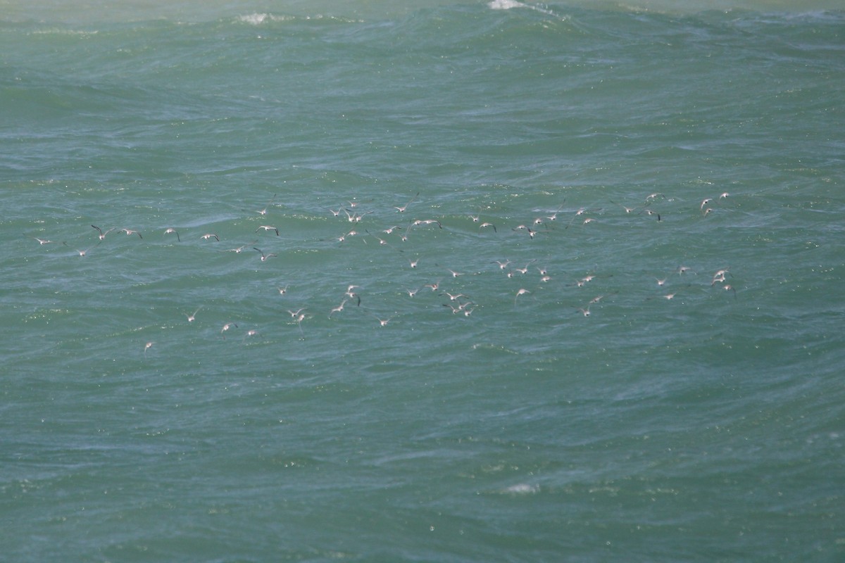 Песчанка - ML646031009